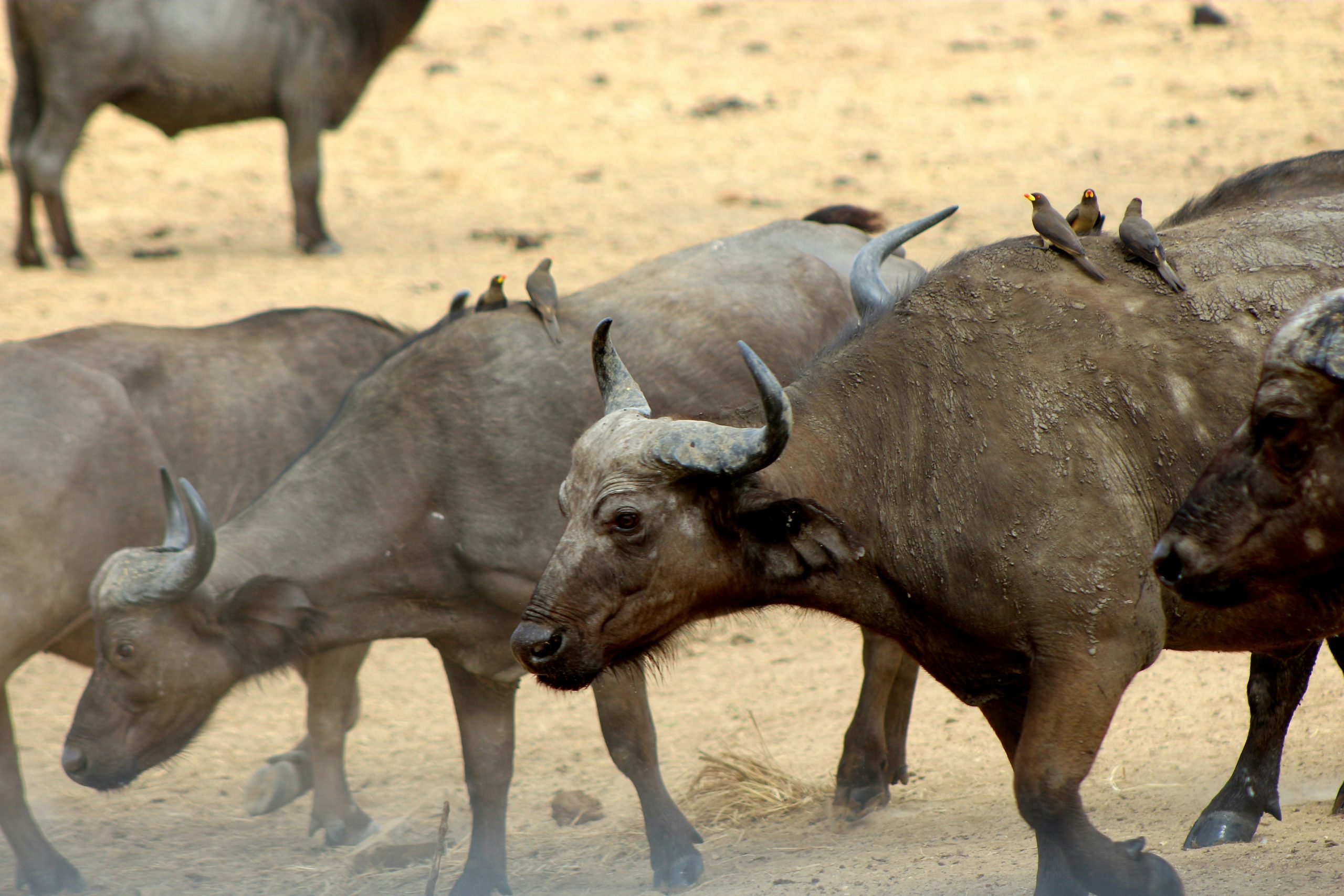 Mikumi National Park