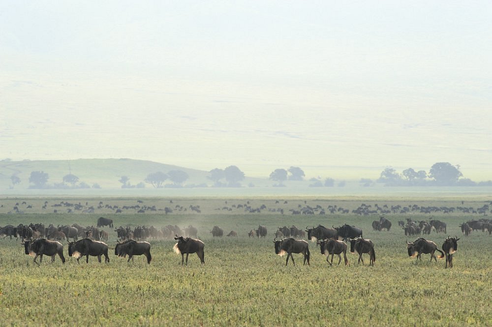 The Great Serengeti Wildebeest Migration