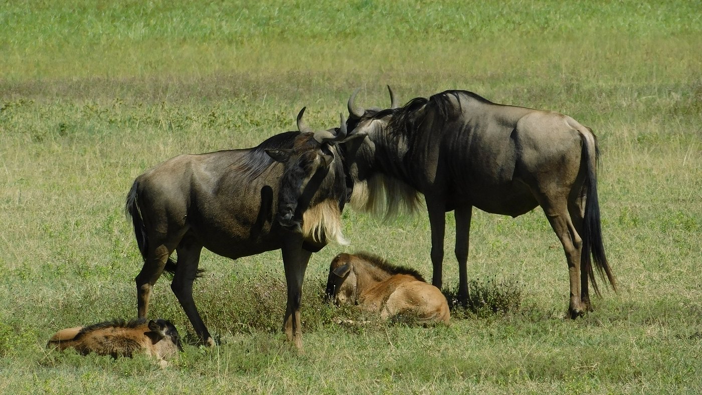 The Top 4 Safari National Parks in Tanzania