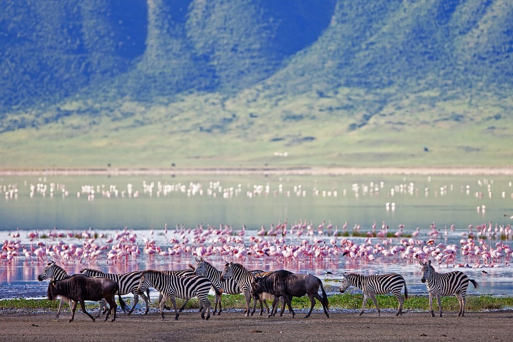 Tanzania Safari 6 days / 5 nights: The Grand Northern Circuit Expedition