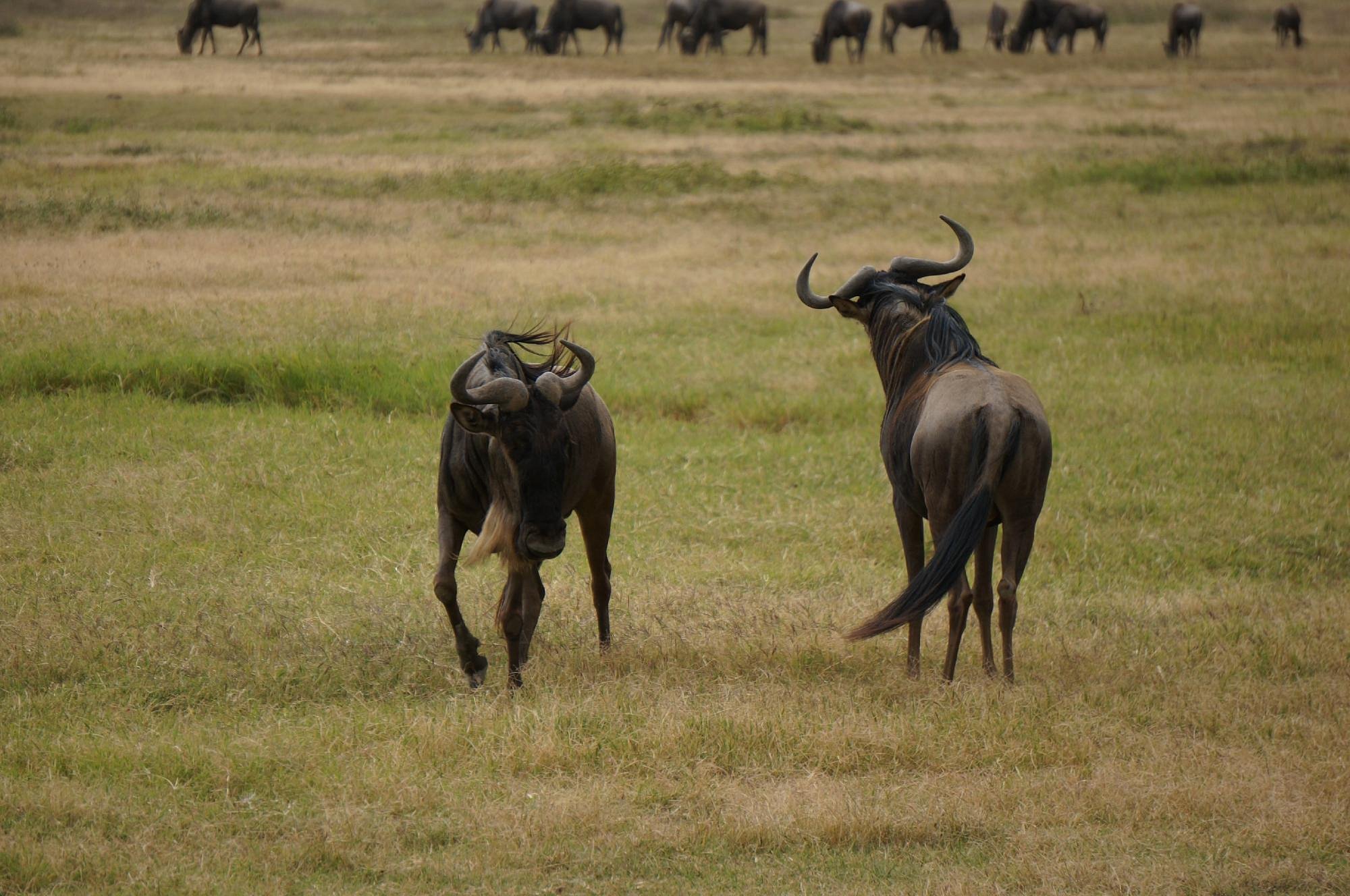 Treasures of Tanzania by Elewana and Sanctuary