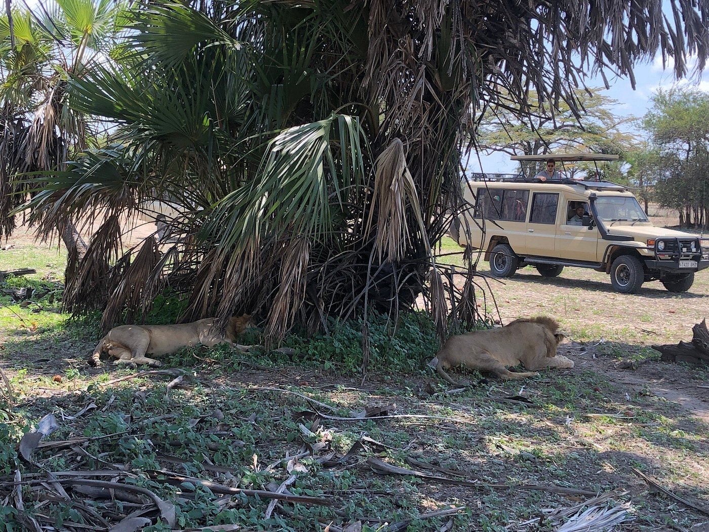 Nyerere National Park and Saadani Safari