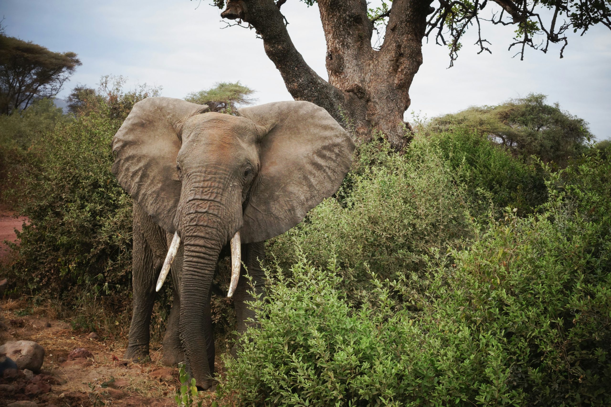 12 Days Family Special Safari