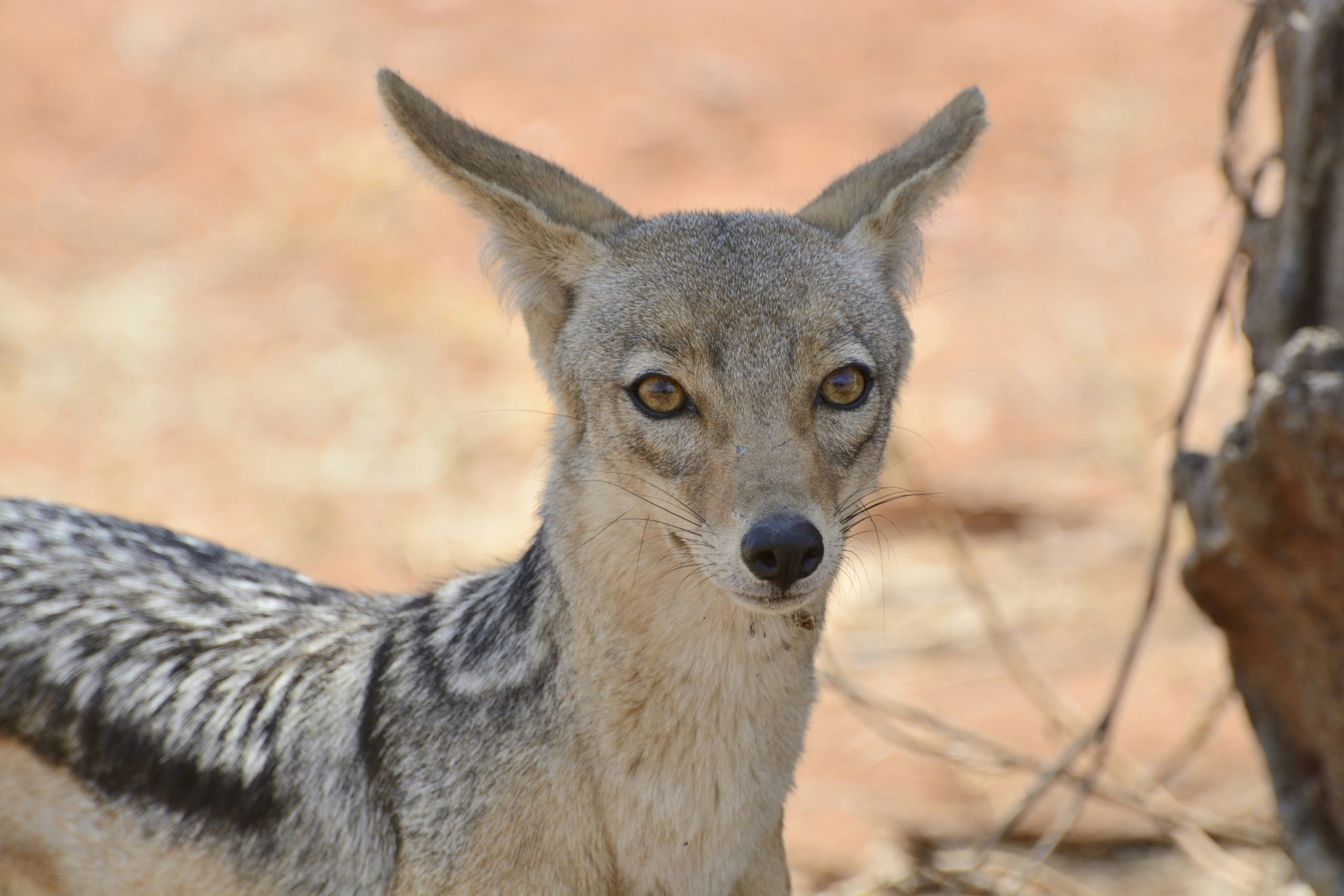 3 Days Fly-in Ruaha Safari