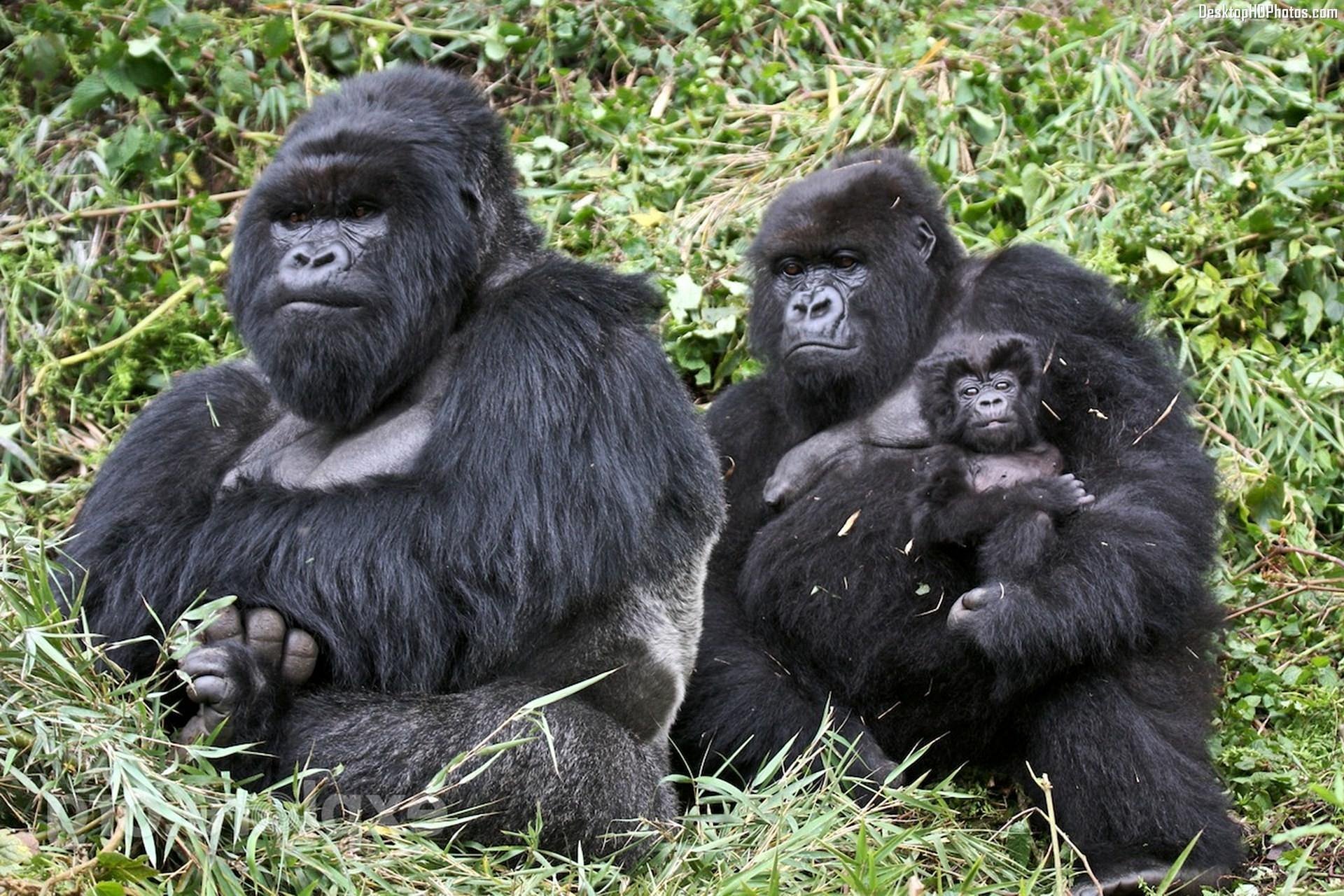 East African Gorilla trekking
