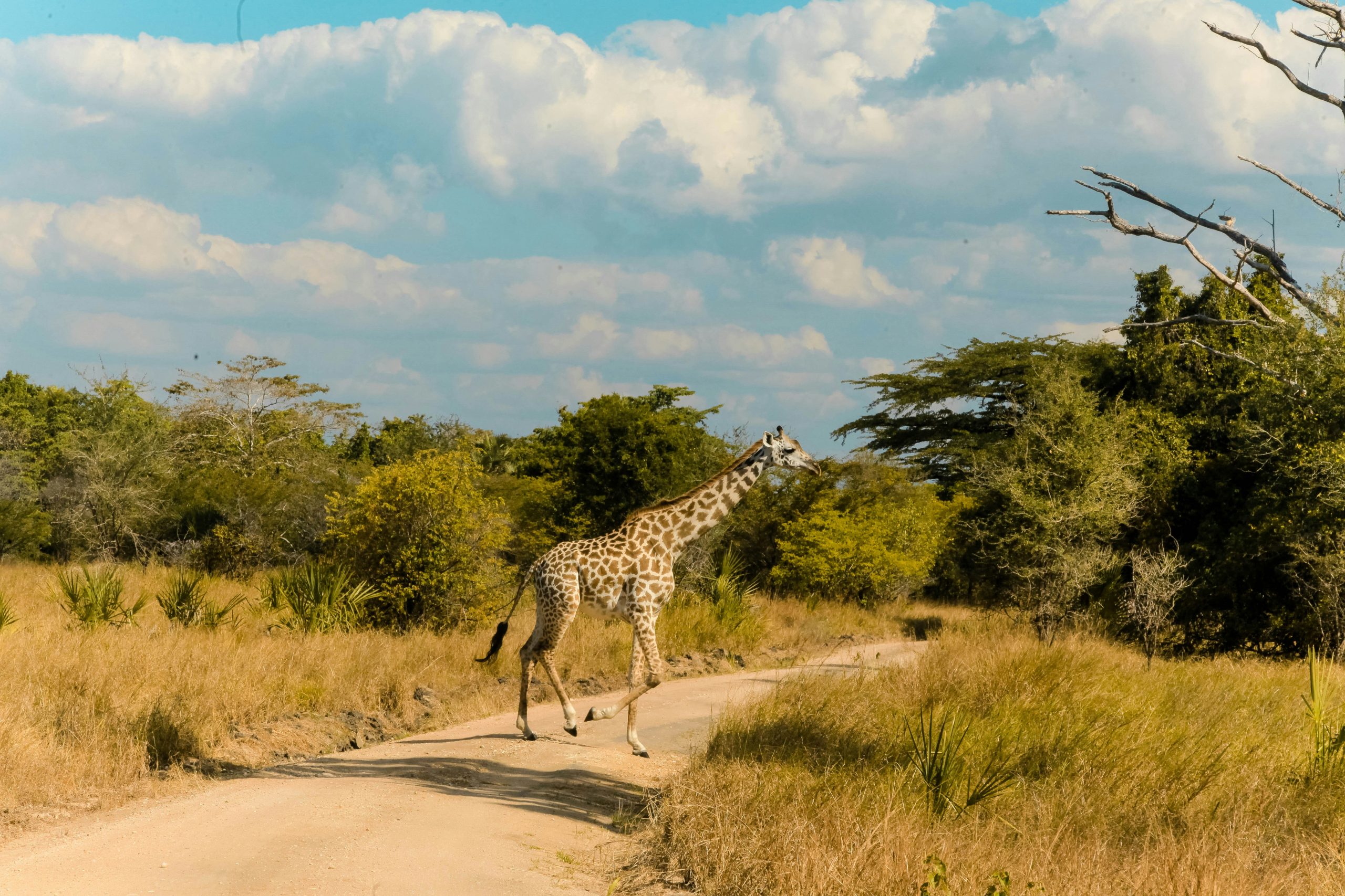 Nyerere National Park and Saadani Safari