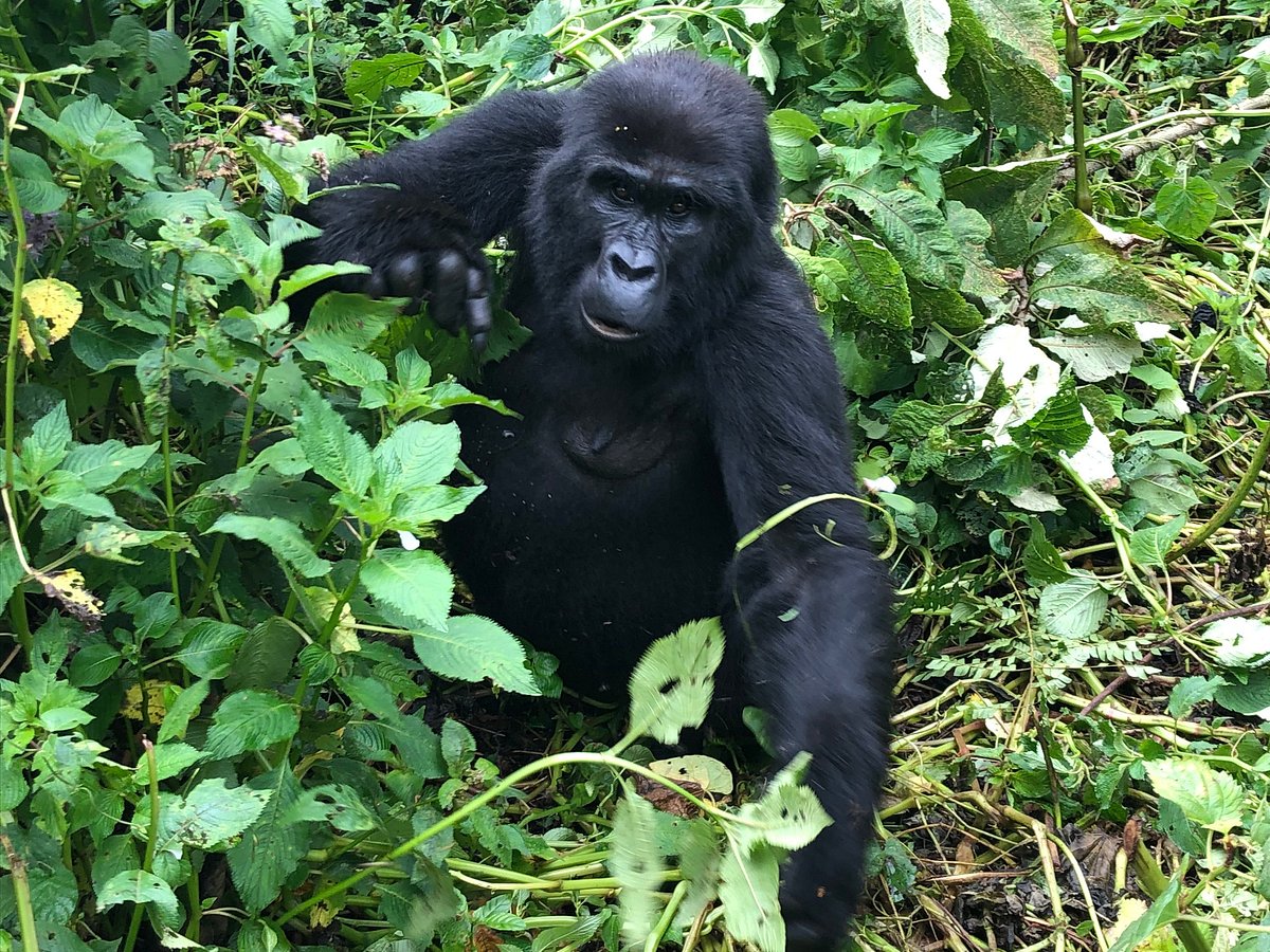 East African Gorilla trekking