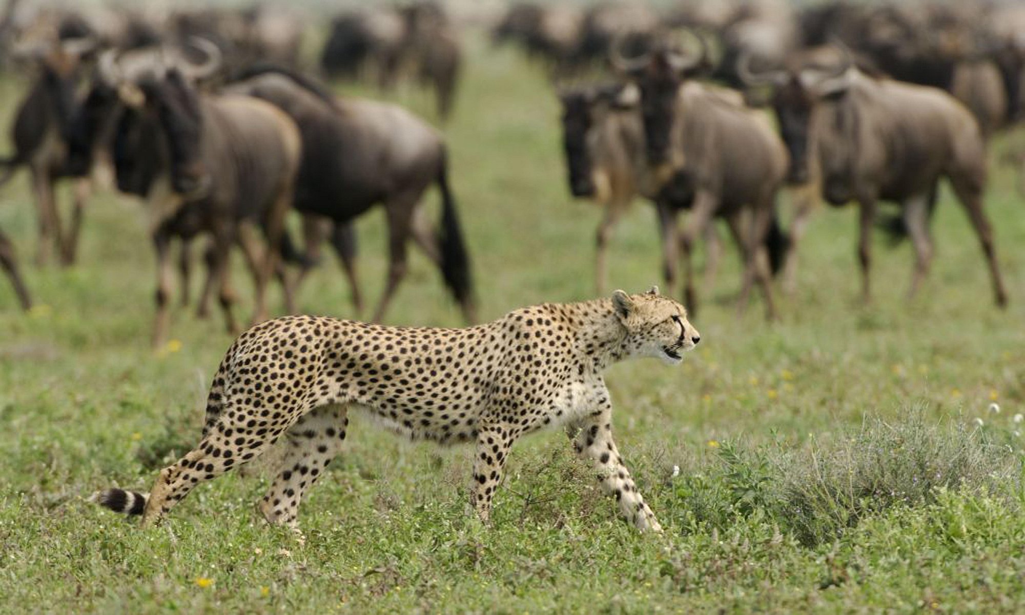 Tanzania Under Canvas Northern Parks