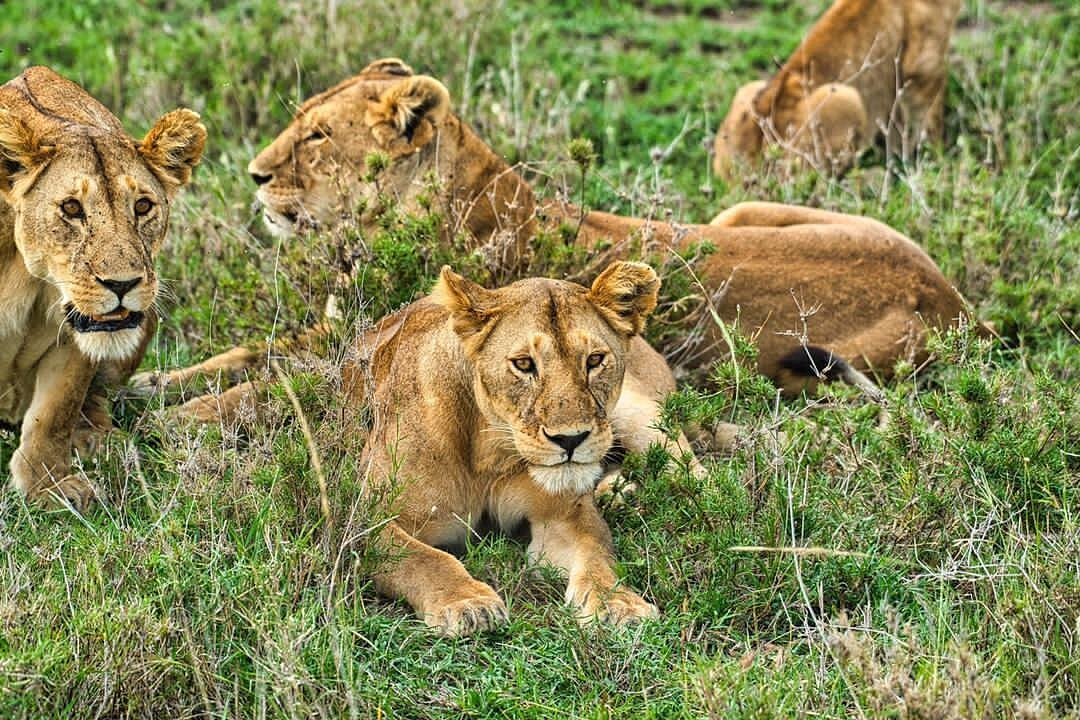Tanzania Under Canvas Northern Parks