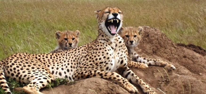 10 Days Out of Africa Safari