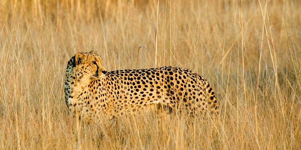 What makes Tanzania so Special for a Safari Holiday