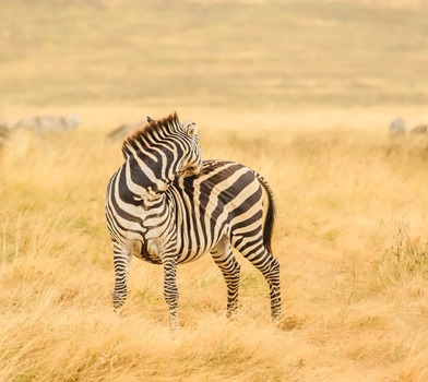 Mikumi National Park
