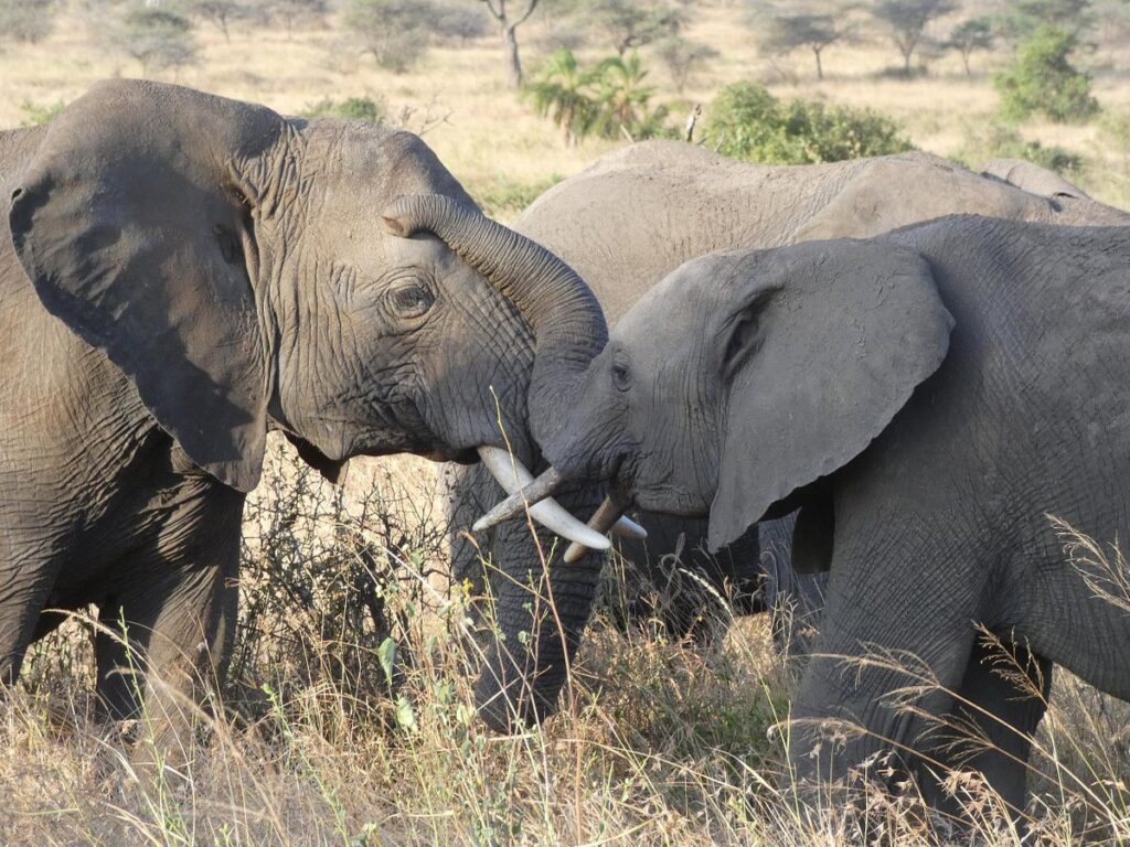 Tanzania's Southern Safari Circuit Parks & Reserves