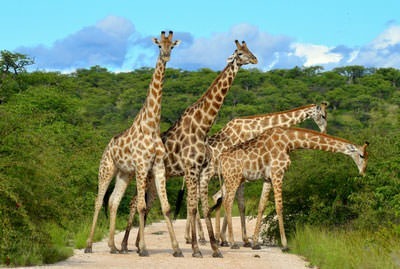 21 Days Go To Tanzania Safari