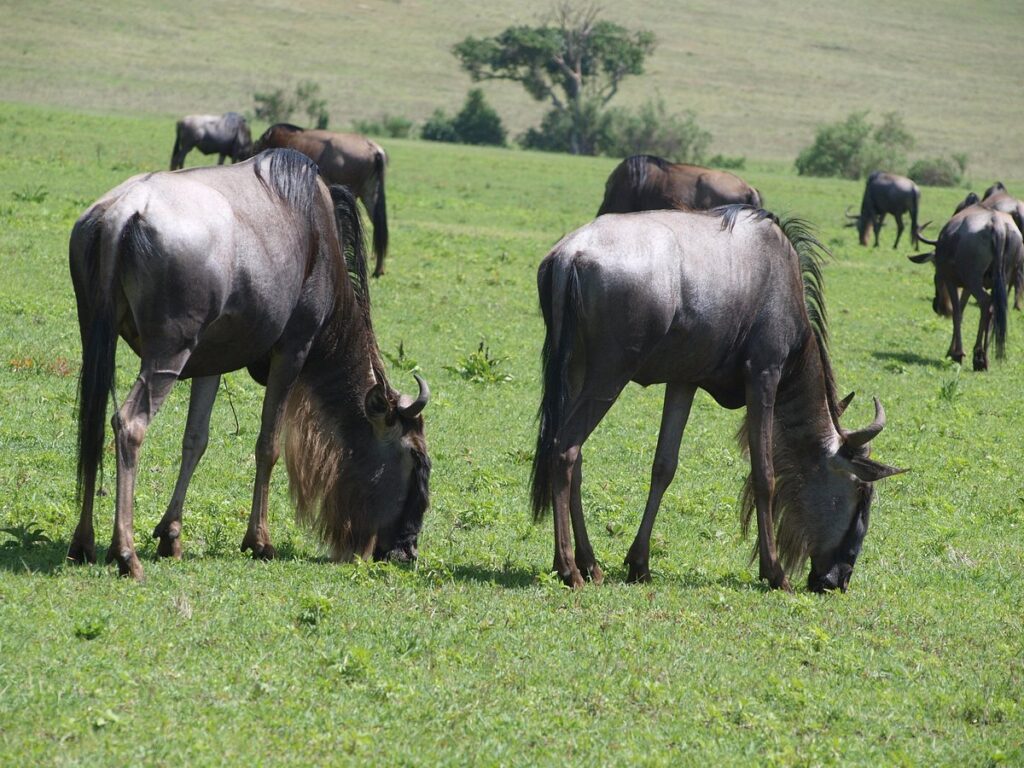 What is the northern circuit of tourism in Tanzania?