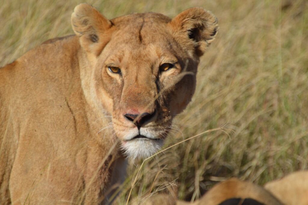 What is the northern circuit of tourism in Tanzania?