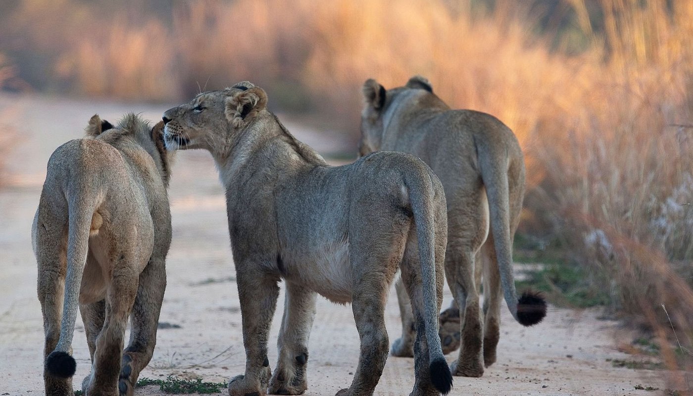 Tanzania's Southern Safari Circuit Parks & Reserves