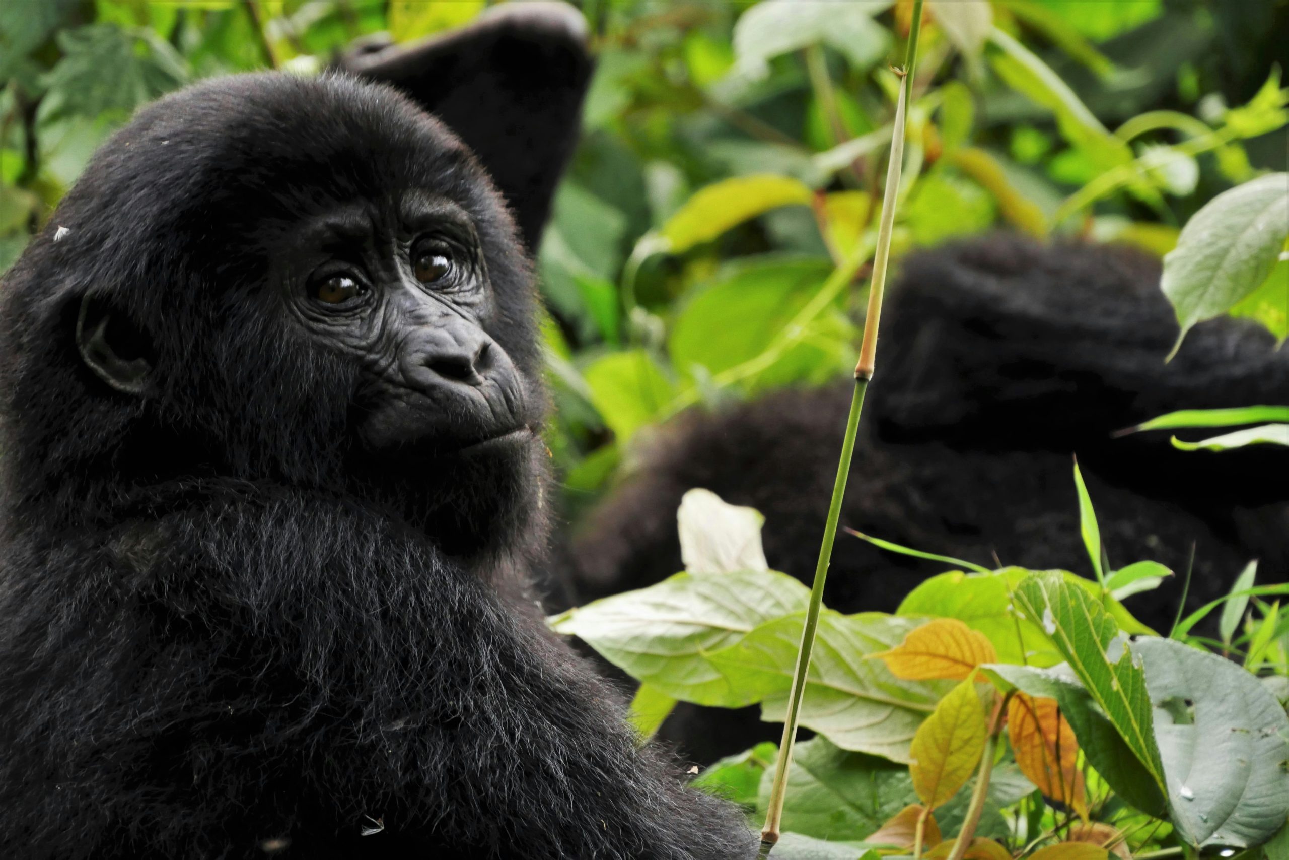 Most Beautiful National Parks and Reserves in Uganda