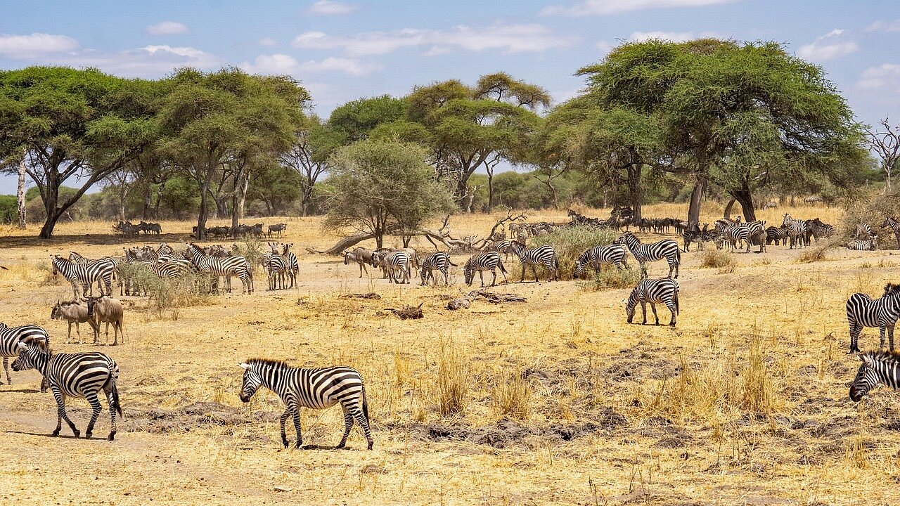 Tanzania's Southern Safari Circuit Parks & Reserves