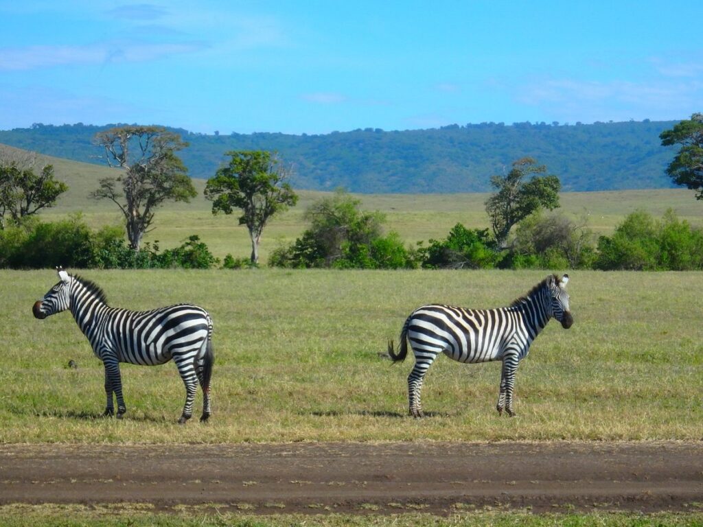 Tanzania's Northern Safari Circuit Parks & Reserves