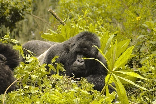 Most Beautiful National Parks and Reserves in Uganda