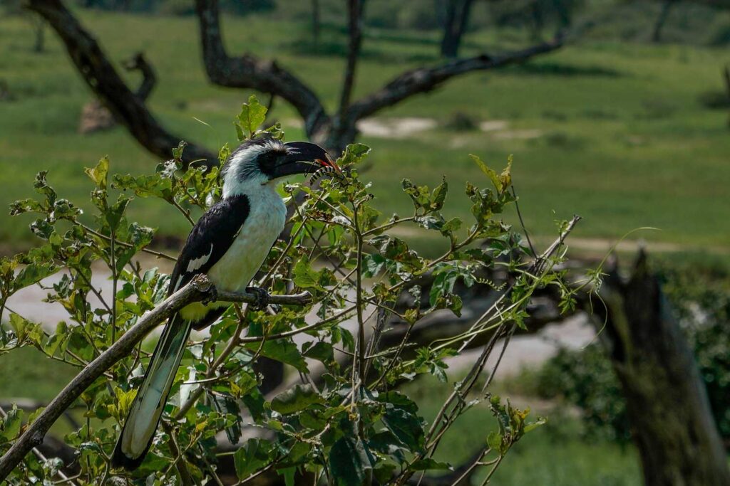 Five of the Most Underrated National Parks in Tanzania