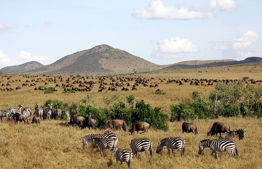 Masai Mara National Reserve: Out of Africa