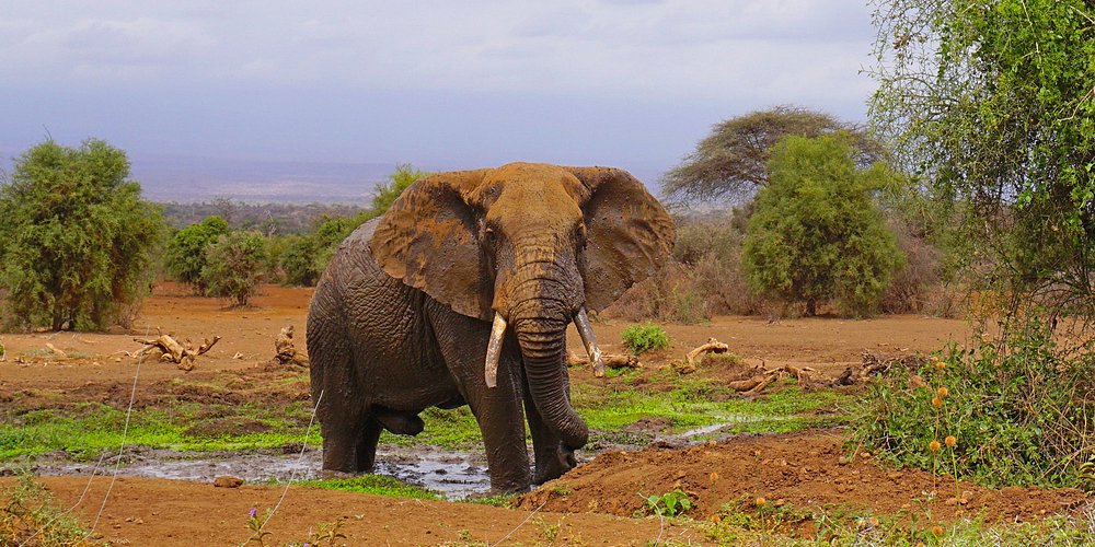 The Kingdom of the Elephants in Amboseli Park