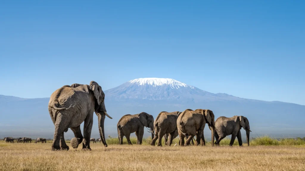 The Kingdom of the Elephants in Amboseli Park