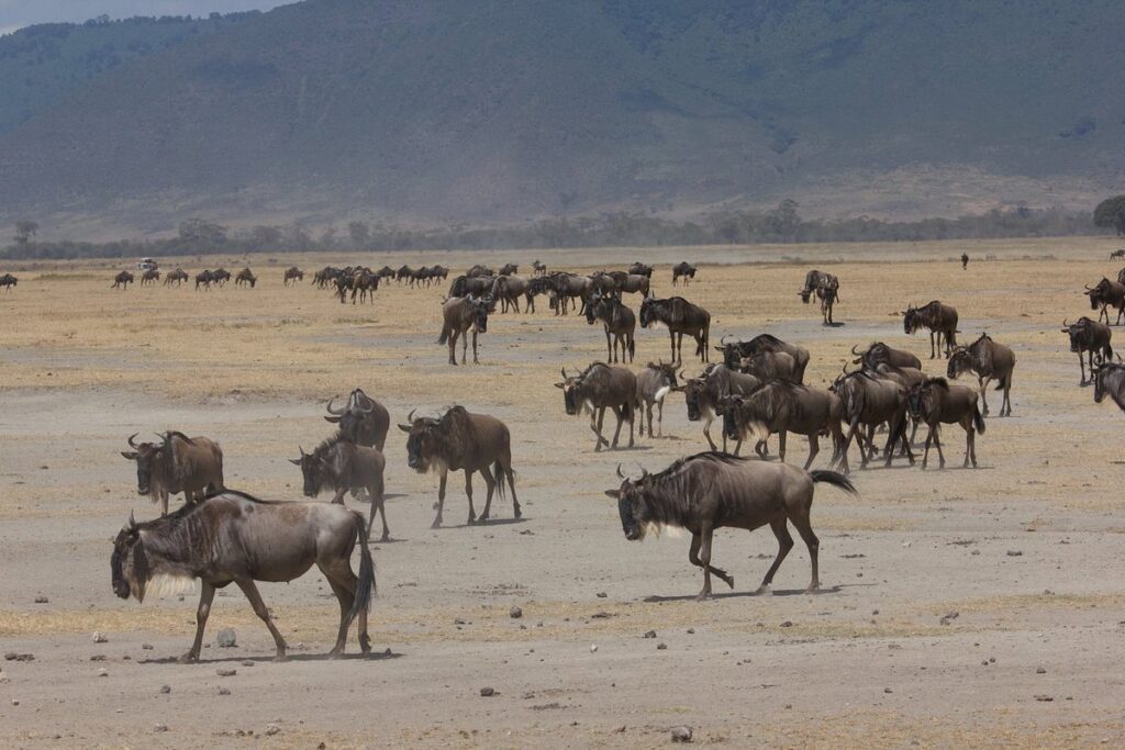 What is general information about the Serengeti?
