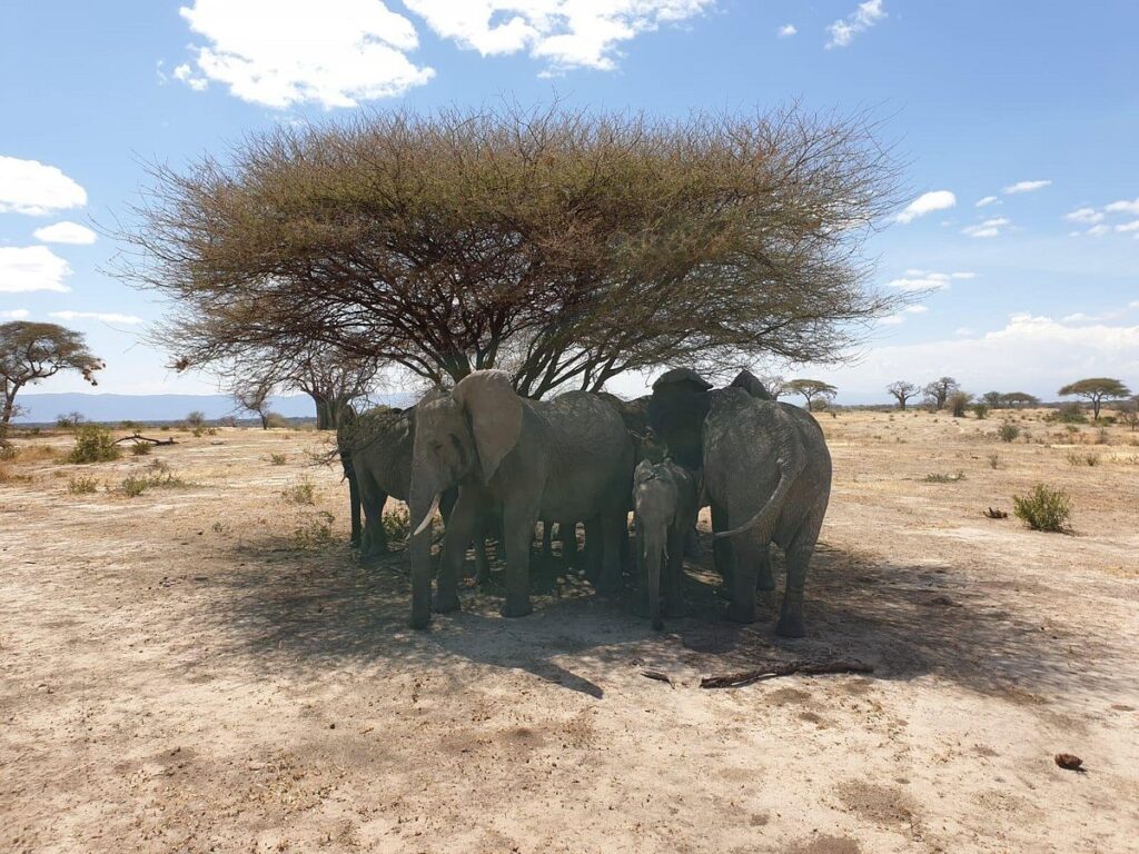 What do I need to know before traveling to Tanzania For a Safari?
