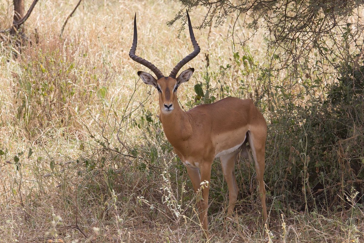 The Top 4 Safari National Parks in Tanzania
