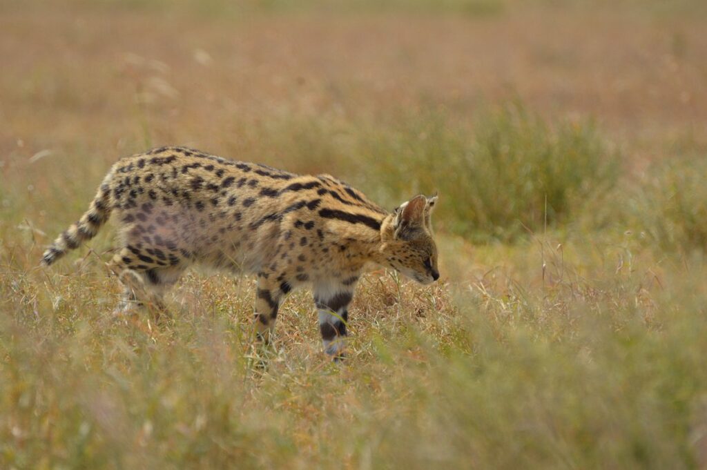 Safari in Tanzania. A good Christmas Gift