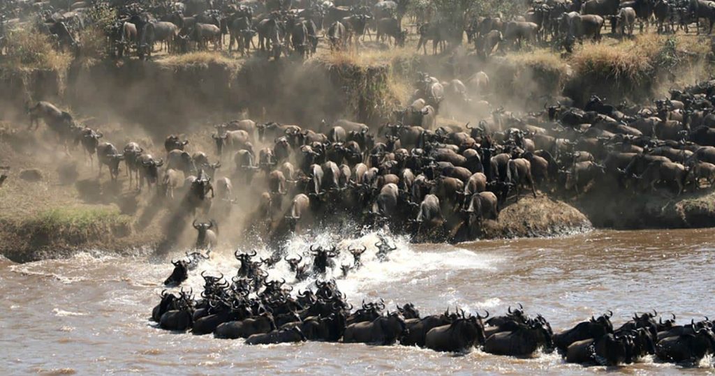 WILDLIFE SAFARI FAQ