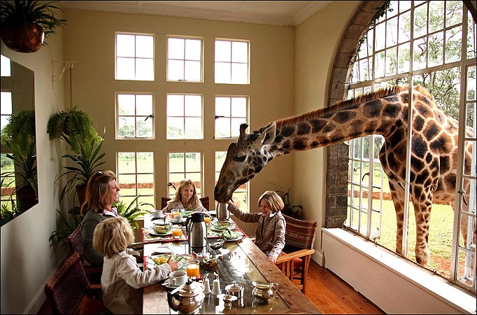 The Giraffe Center in Nairobi