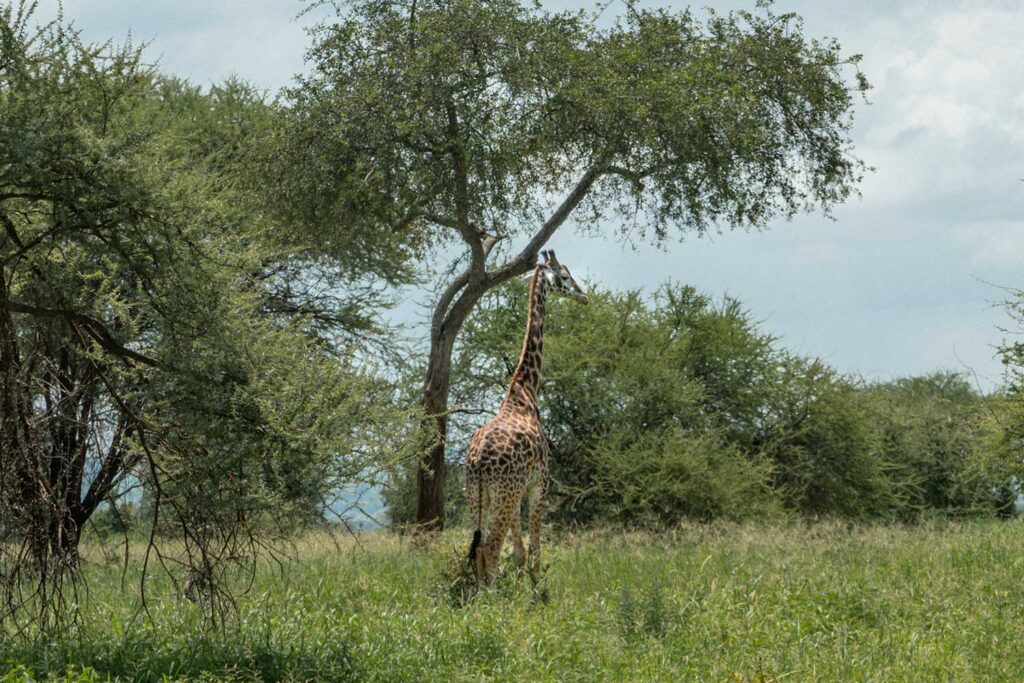 Five of the Most Underrated National Parks in Tanzania