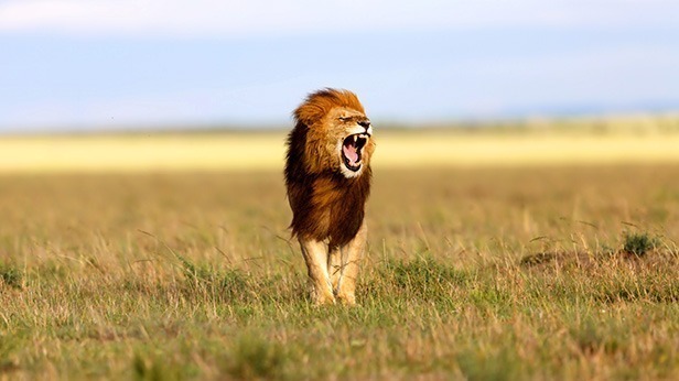 What is unique with Masai Mara National Reserve?
