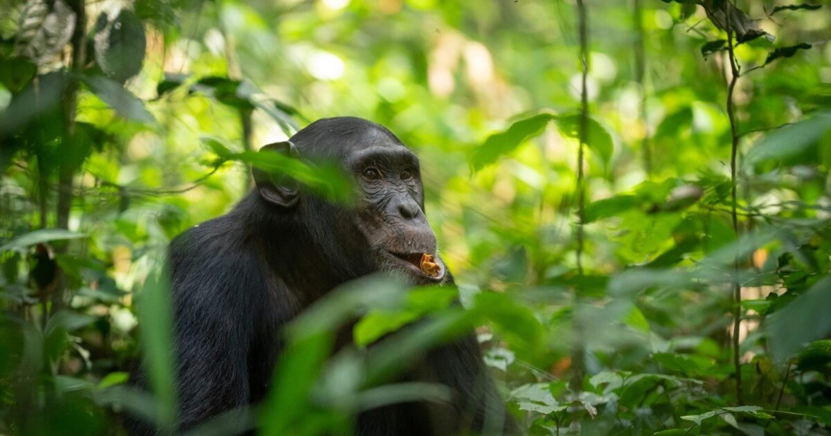 Chimpanzee Safaris: Guide to Chimp Trekking