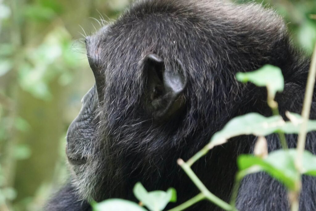 A chimpanzee sits on the ground in the dense forest of Kibale National Park in Uganda, looking up at offscreen chimps in the upper trees, with catchlight in his eyes.