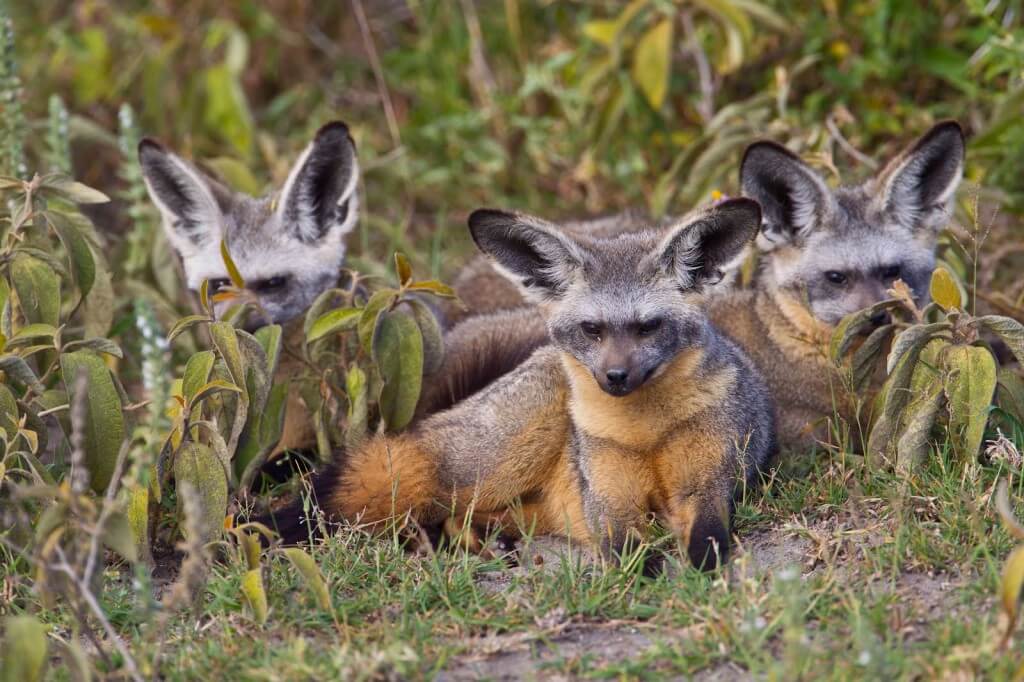 Unusual Animals in Tanzania