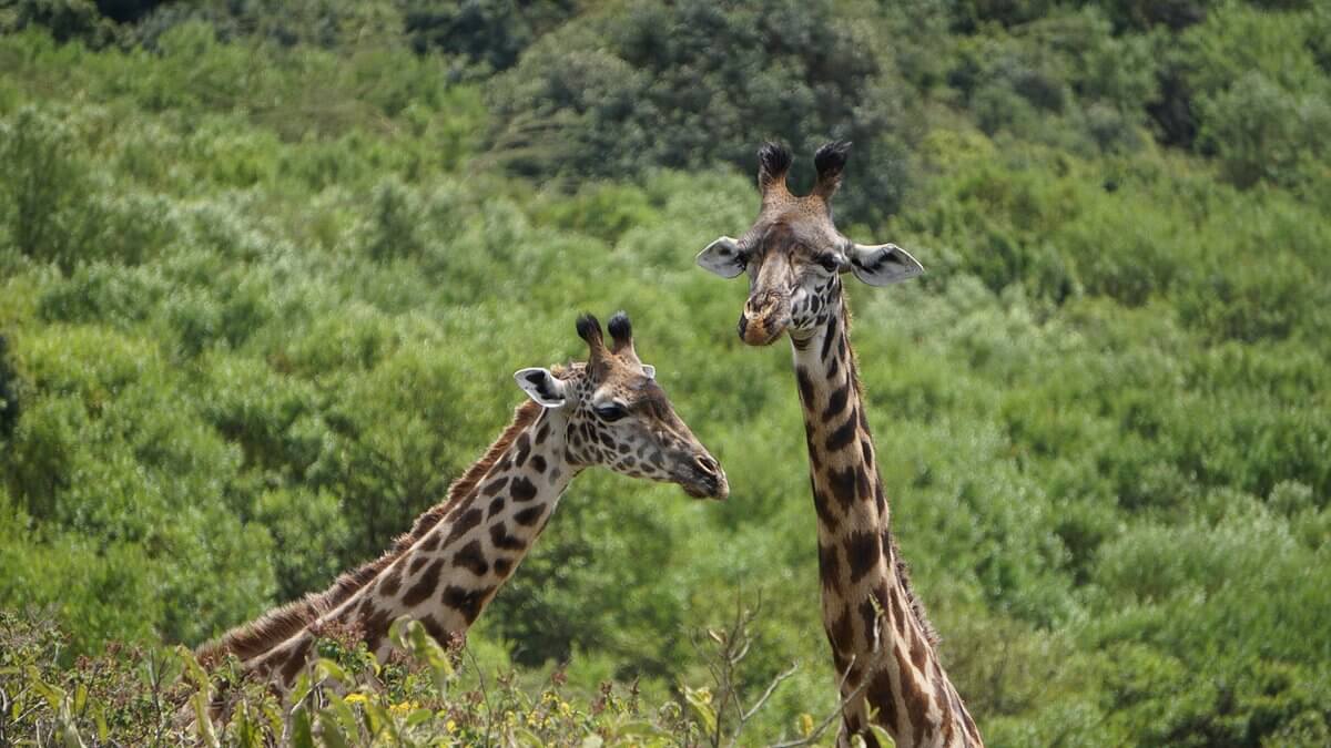 14 Days Aim For Africa Safari