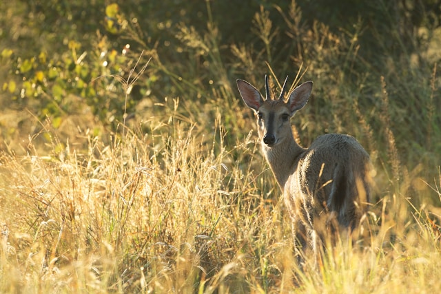 What is Special about Arusha National Park?