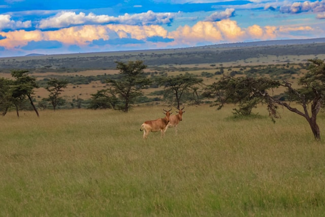 Top 14 Best Tanzania National Parks & Game Reserves