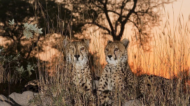 A Typical Day on Safari in East Africa