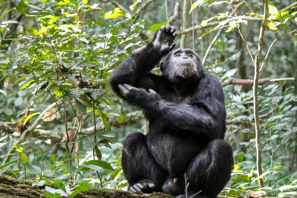Gombe National Park: A Primate Paradise in Tanzania