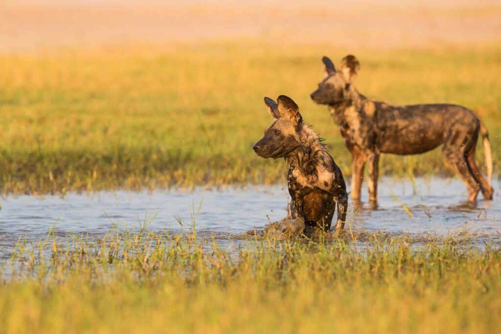 Authentic Adventure Safari