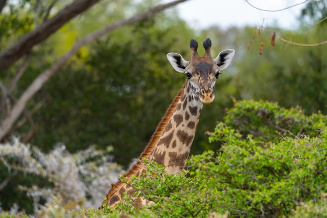 What is Unique About Nyerere National Park?