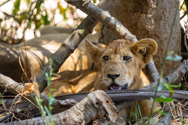 What is Unique About Nyerere National Park?