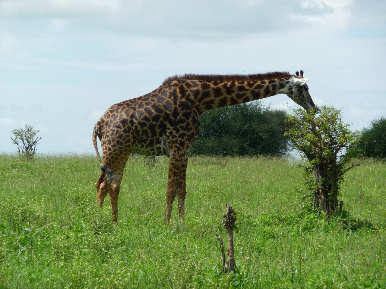 What is Special about Arusha National Park?