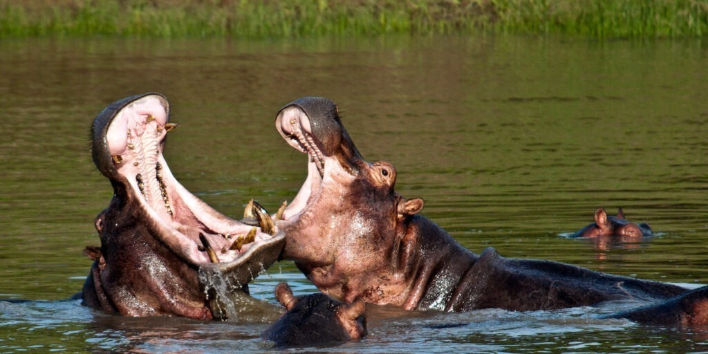 What is Ruaha National Park known for?